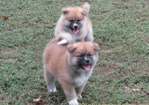 Prodajemo stence japanskih Akita - 3/5