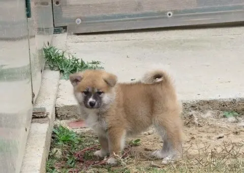 Prodajemo stence japanskih Akita - 4/5