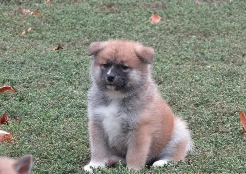 Prodajemo stence japanskih Akita - 5/5