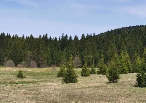 Na prodaju dva placa u blizini Mitrovca na Tari - 5/12