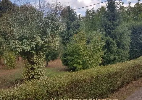 Prodajem kucu u Somboru - 6/15