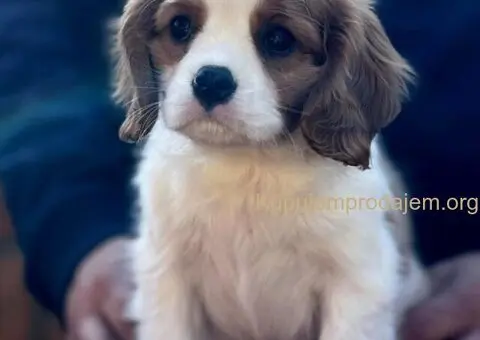 Štenad kavalira iz Malog Zmaja - 1/12