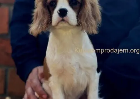 Štenad kavalira iz Malog Zmaja - 2/12