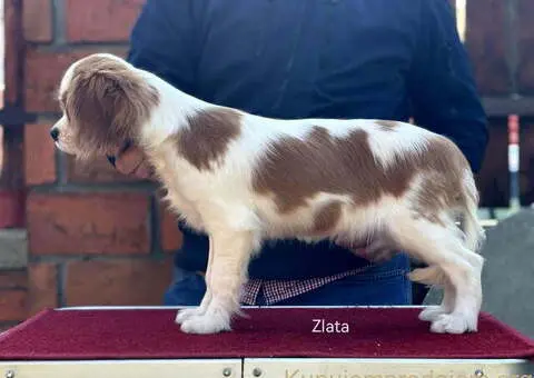 Štenad kavalira iz Malog Zmaja - 3/12