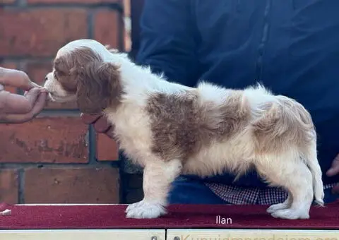 Štenad kavalira iz Malog Zmaja - 4/12