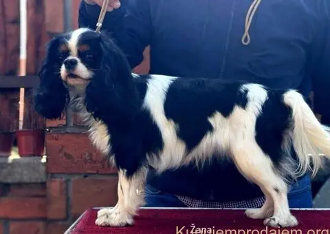 Štenad kavalira iz Malog Zmaja - 5/12