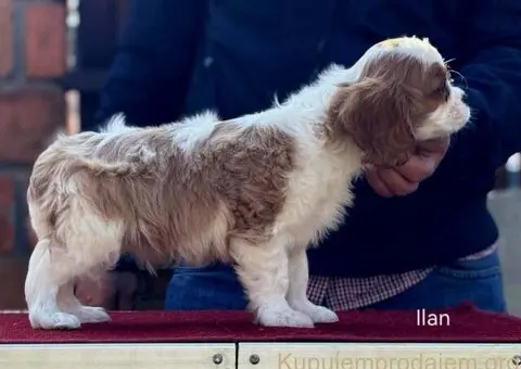 Štenad kavalira iz Malog Zmaja - 6/12