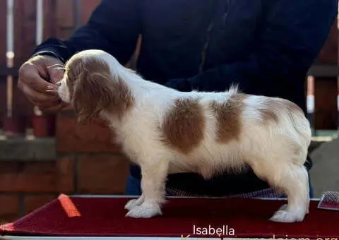 Štenad kavalira iz Malog Zmaja - 7/12