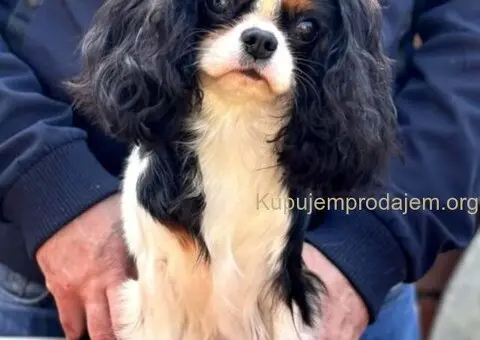 Štenad kavalira iz Malog Zmaja - 8/12