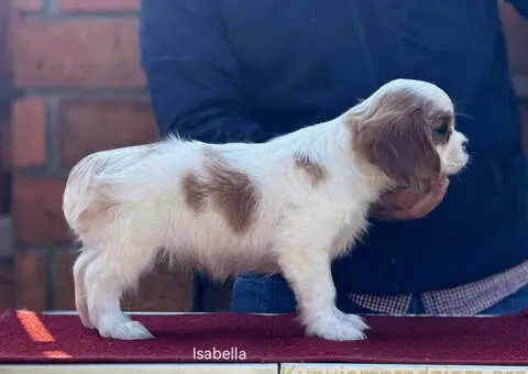 Štenad kavalira iz Malog Zmaja - 9/12