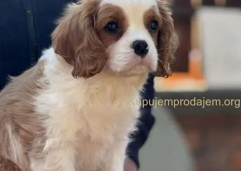 Štenad kavalira iz Malog Zmaja - 10/12