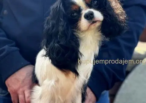 Štenad kavalira iz Malog Zmaja - 11/12