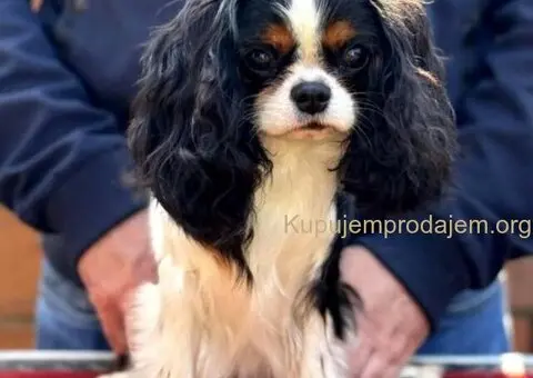 Štenad kavalira iz Malog Zmaja - 12/12