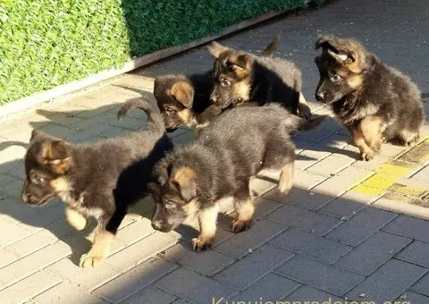 Nemacki ovcar stenad - 1/5