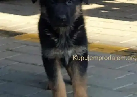 Nemacki ovcar stenad - 3/5