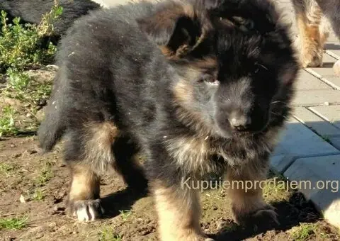 Nemacki ovcar stenad - 4/5