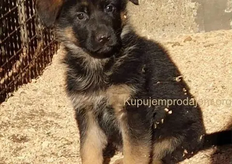 Nemacki ovcar stenad - 5/5