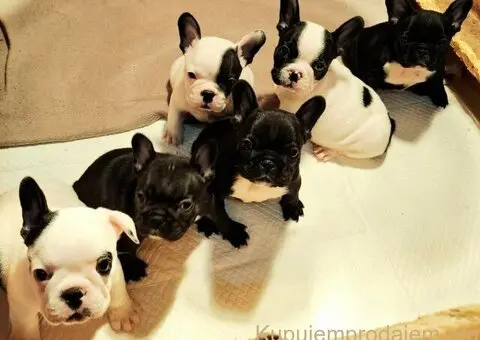 Francuski Buldog prelepi štenci - 1/6