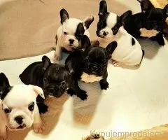 Francuski Buldog prelepi štenci