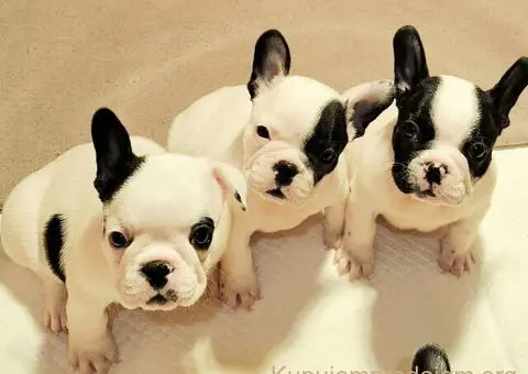 Francuski Buldog prelepi štenci - 2/6