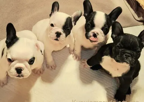 Francuski Buldog prelepi štenci - 3/6