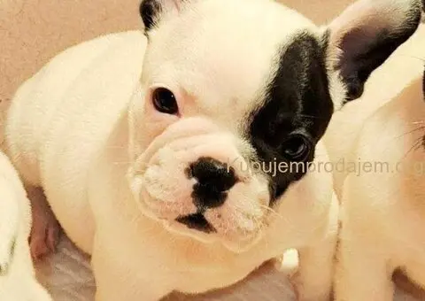 Francuski Buldog prelepi štenci - 4/6