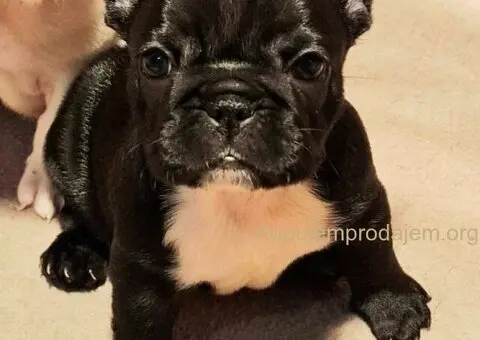 Francuski Buldog prelepi štenci - 5/6