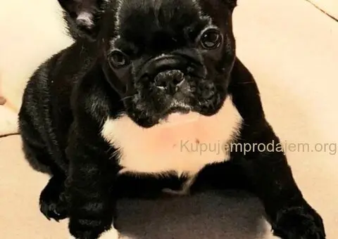 Francuski Buldog prelepi štenci - 6/6