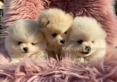 Dostupni prelepi štenci pomeranaca - 1/5