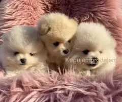 Dostupni prelepi štenci pomeranaca