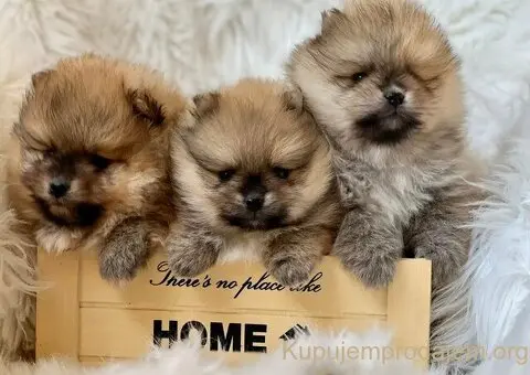 Dostupni prelepi štenci pomeranaca - 2/5