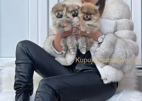 Dostupni prelepi štenci pomeranaca - 3/5