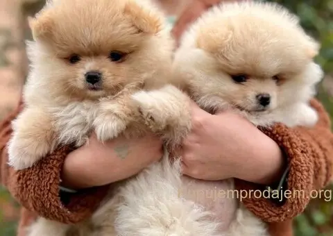 Dostupni prelepi štenci pomeranaca - 4/5
