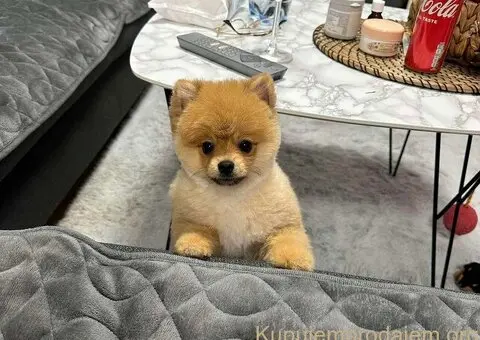 Dostupni prelepi štenci pomeranaca - 5/5