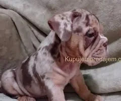 Choko Merle engleski buldog