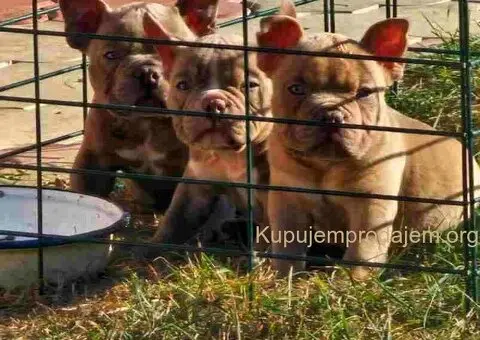 American Bully pocket i egzotic u lilac i coko boji - 1/7