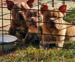 American Bully pocket i egzotic u lilac i coko boji