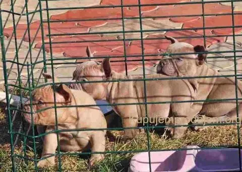 American Bully pocket i egzotic u lilac i coko boji - 2/7