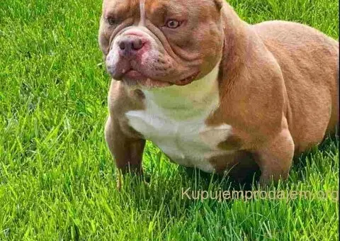 American Bully pocket i egzotic u lilac i coko boji - 3/7