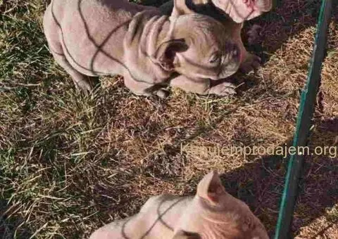 American Bully pocket i egzotic u lilac i coko boji - 4/7