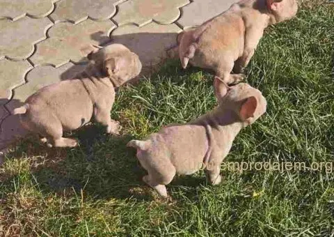 American Bully pocket i egzotic u lilac i coko boji - 5/7