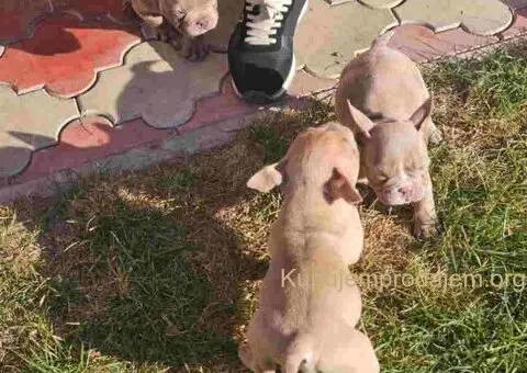 American Bully pocket i egzotic u lilac i coko boji - 6/7
