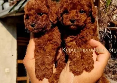 Najmanje pudle, od najlepsih roditelja u Evropi - 2/7