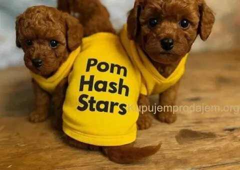 Najmanje pudle, od najlepsih roditelja u Evropi - 3/7