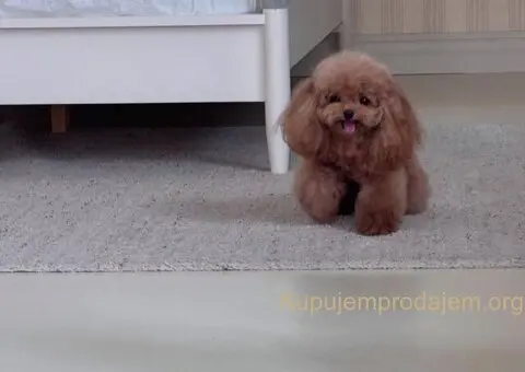 Najmanje pudle, od najlepsih roditelja u Evropi - 4/7