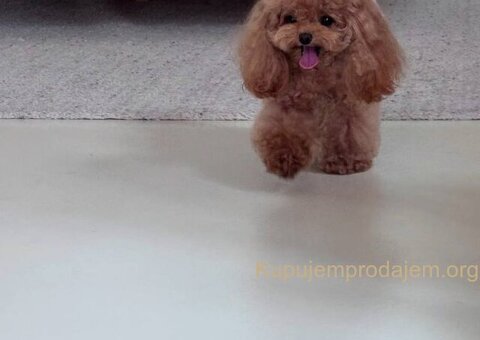 Najmanje pudle, od najlepsih roditelja u Evropi - 5/7