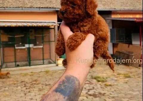 Najmanje pudle, od najlepsih roditelja u Evropi - 6/7