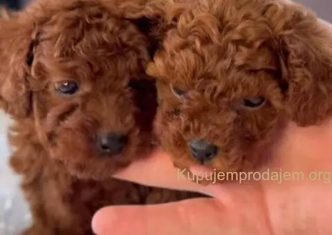 Najmanje pudle, od najlepsih roditelja u Evropi - 7/7