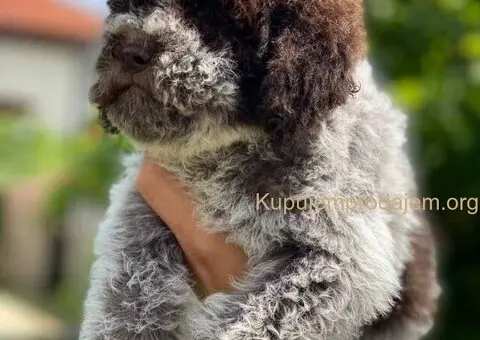 Novo leglo Lagotto romangolo - 1/7