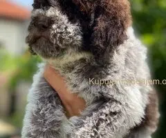 Novo leglo Lagotto romangolo